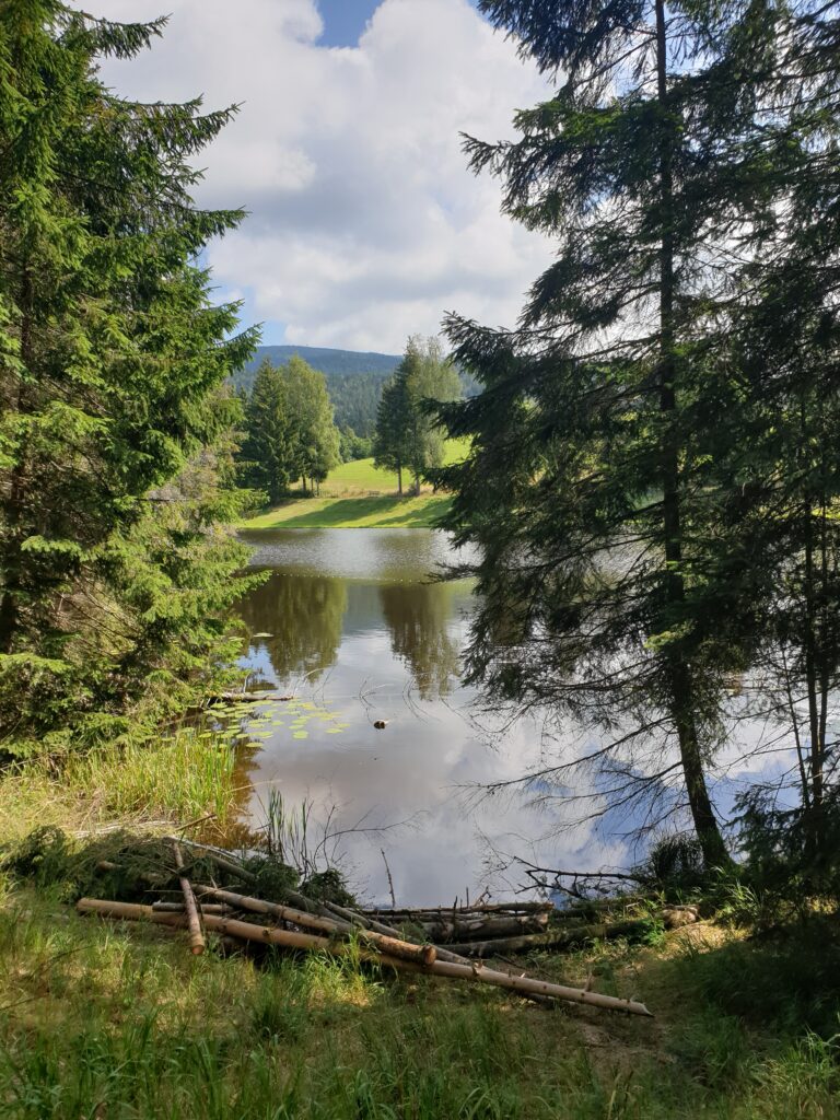Blick auf den Riedelsbacher Stausee in Neureichenau