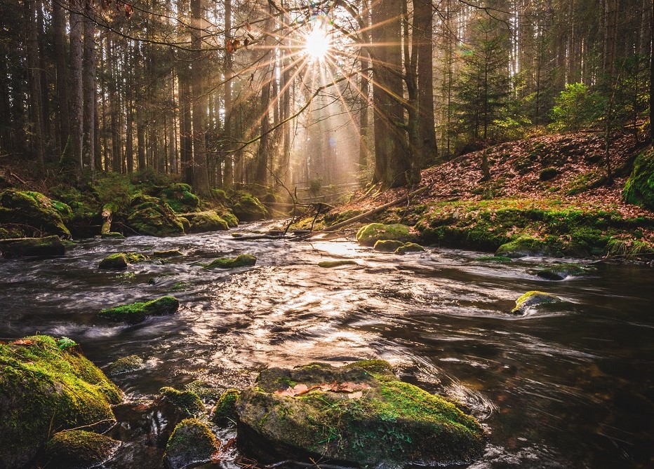 Projekt-Titelbild "Netzwerk Gesundheitstourismus Wald"